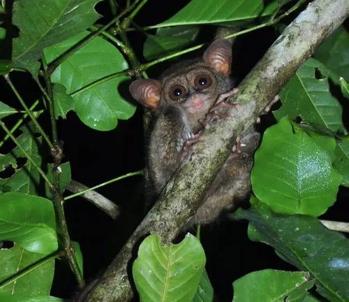 A Western Tarsier perched on a branch in darkness, showcasing its hunting techniques.
