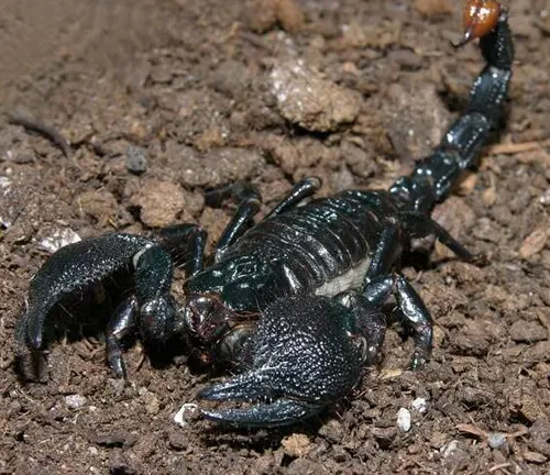 A black scorpion with a red tail sitting on dirt. Alt text: "Emperor Scorpion showcasing its red-tailed beauty on the ground."