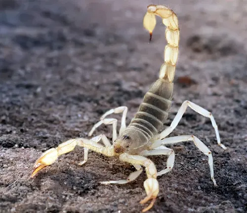 A scorpion with yellow legs and a long tail, known as the "Giant Hairy Scorpion", showcasing adaptations for survival.