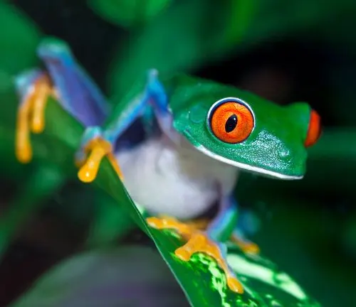 A red-eyed tree frog perched on a leaf, showcasing "Tree Frogs" Defense Mechanisms.