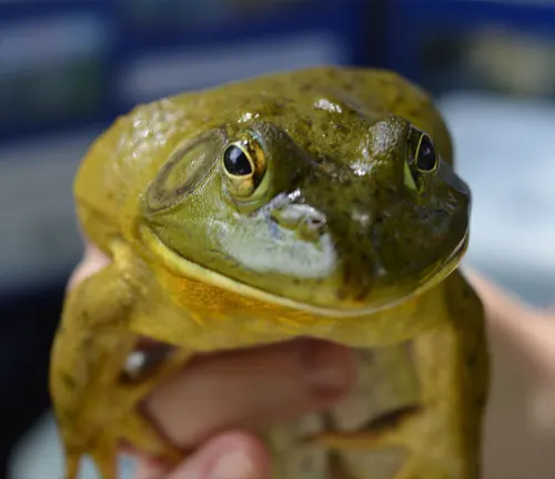 A person holding a green frog for scientific research at "BullFrogs" facility.