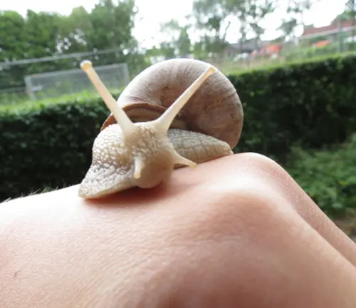 A Roman snail crawling on a person's hand against a green background. Ideal for Roman Snails as Pets enthusiasts.