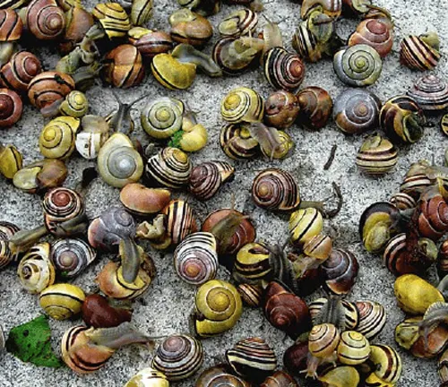 Showcasing the threats and challenges faced by these snails.