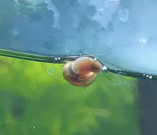 A "Ramshorn Snail" swimming in an aquarium, aiding in algae control.