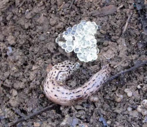 A slug with a small white bead on its back, part of the "Leopard Slug" egg-laying process.