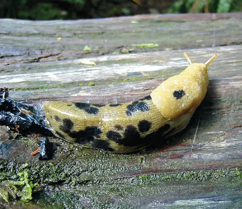 Pacific Banana Slug
(Ariolimax columbianus)