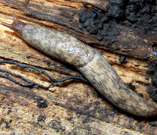Deroceras reticulatum
(Grey Field Slug)