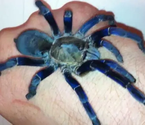 A person's hand holding a Cobalt Blue Tarantula, a blue tarantula species known for its vibrant coloration.