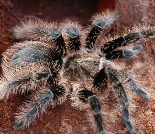 A close-up image of a Curly Hair Tarantula showing its unique curly hair and dark coloration.