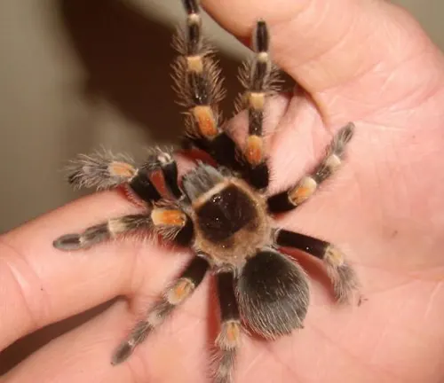 A Mexican Red Knee Tarantula with distinctive orange and black striped markings on its back.