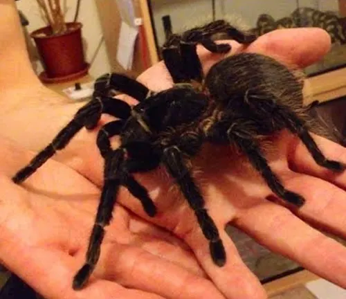 A person carefully holds a large Salmon Pink Birdeater Tarantula in their hands.