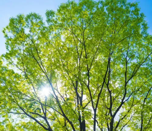 Sunlit translucent green leaves of a tree against a clear blue sky.