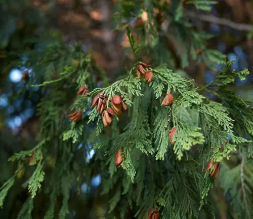 Conifer branch with green foliage and brown cones.