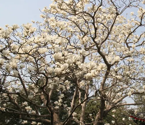 Magnolia tree with large white blooms against the sky.