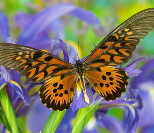 Papilio thoas
(King Swallowtail)