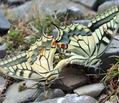 Two Eastern Tiger Swallowtail butterflies sitting on the ground together.