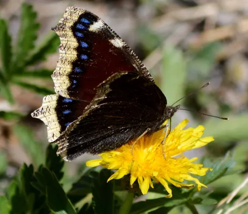 A Mourning Cloak Butterfly with black and blue markings on its wings perched on a yellow flower.