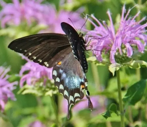 A black butterfly perched on a purple flower with green leaves, gathering nectar from the "Black Swallowtail Butterfly" nectar sources.