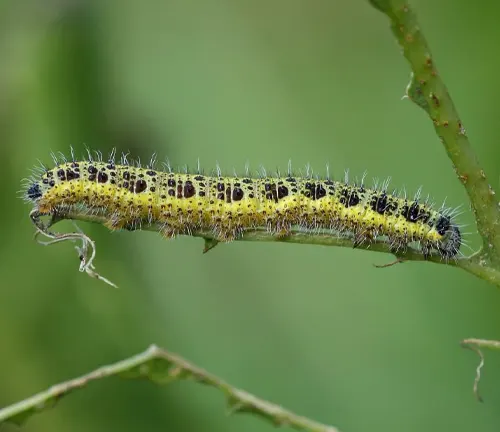 A close-up image of Larval Feeding Habits of a Large White Butterfly caterpillar munching on a green leaf.