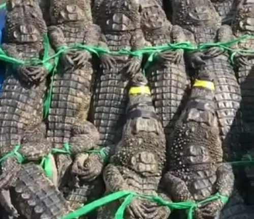 A group of Saltwater Crocodiles tied up in green ropes, victims of illegal hunting.