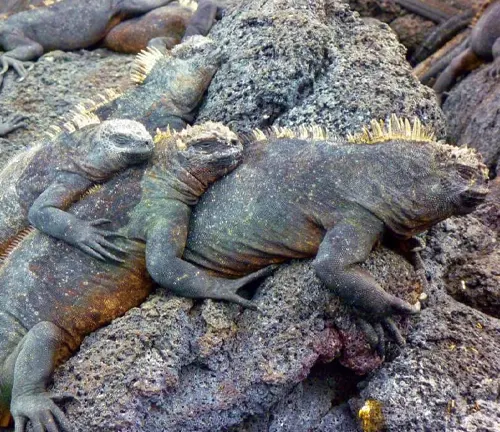A pile of marine iguanas stacked on one another, showcasing their unique behavior during reproduction and life cycle.