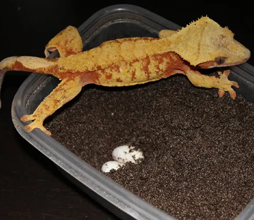A Crested Gecko laying eggs in a nest, showcasing its unique ability to reproduce.