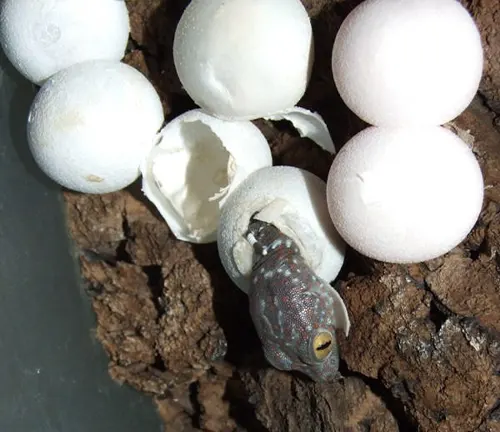 A Tokay Gecko frog laying eggs in a nest of white balls during the process of egg laying and incubation.