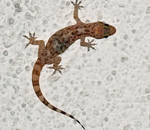 Turkish Gecko
(Hemidactylus turcicus)