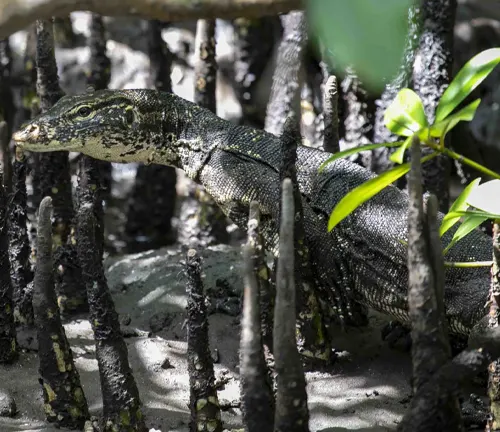 A Mangrove Monitor lizard camouflaged among mangrove roots, showcasing its crucial role in the ecosystem.
