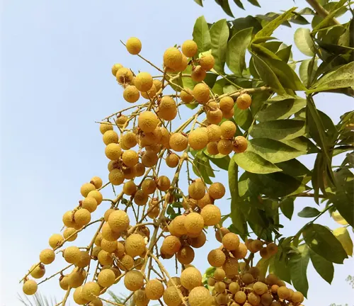 Soapberry Tree - Clusters of small, round yellow fruits hanging among green leaves
