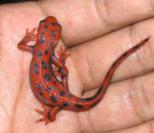 A red Chinese Fire Belly Newt with black spots held in the palm of a hand.