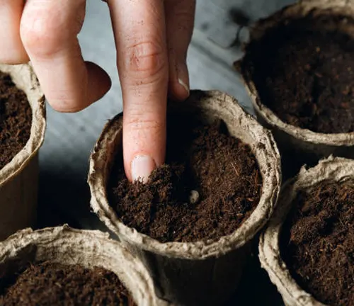 Finger pressing soil in biodegradable plant pots