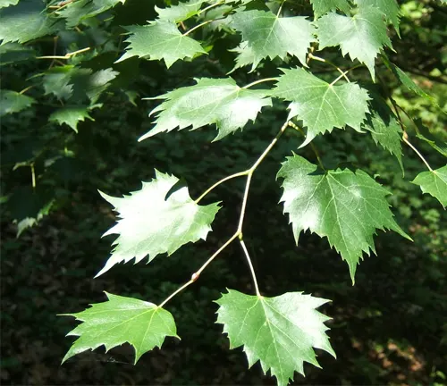 Bright sunlight shining on the vibrant green leaves of a maple tree