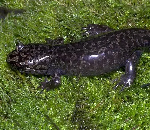 A Coastal Giant Salamander with dark, mottled skin on a lush bed of green moss.