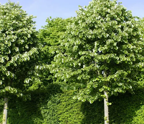 Two lush trees with thick green foliage in front of a dense hedge under a clear sky