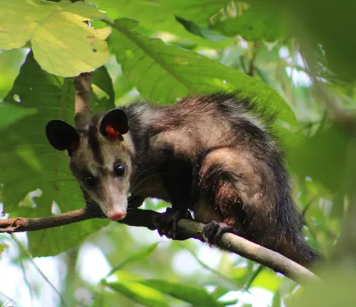 Southern Opossum
(Didelphis marsupialis)