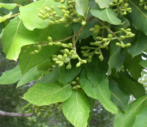 Green leaves and clusters of young green buds on a tree, signifying early growth