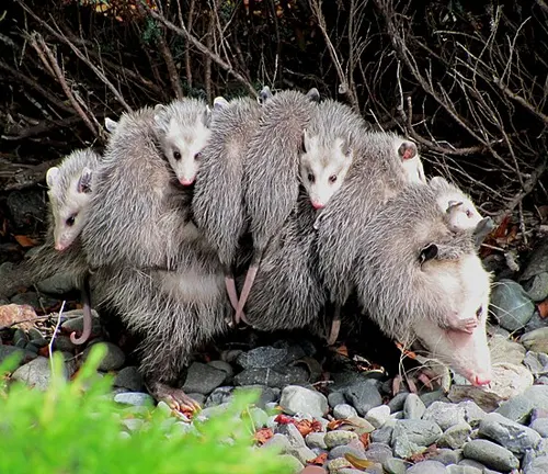 Black-eared Opossum with babies in pouch, showcasing reproduction behavior in wildlife.
