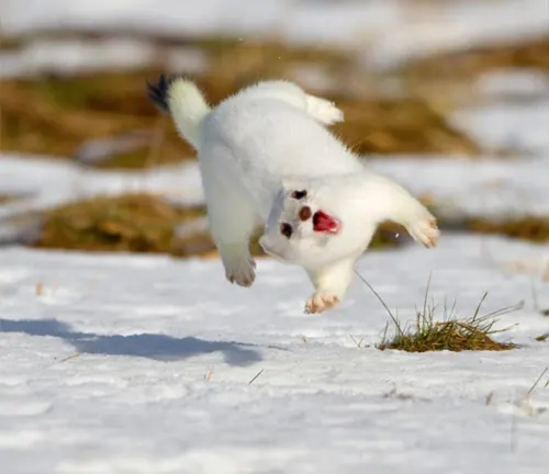 A white weasel, known as the "Least Weasel", showcasing agility and speed by jumping in the air.