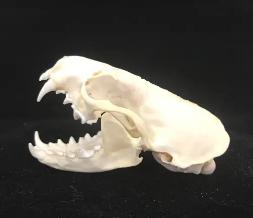 White American Mink skull with open mouth, sharp claws and teeth.