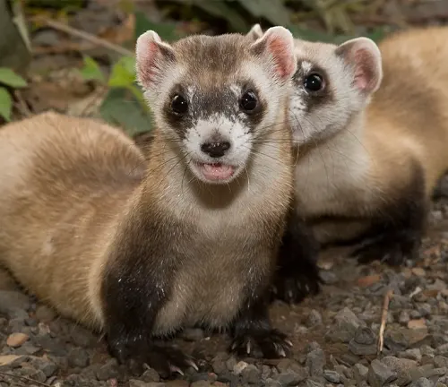 Two ferrets standing in dirt, exploring their native habitat during different growth stages.


