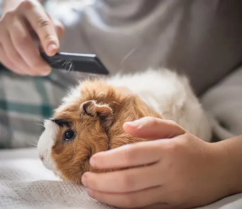 A person grooming an American Guinea Pig with a comb.