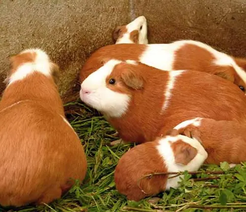 A Peruvian Guinea Pig family, showcasing reproduction in these adorable creatures.