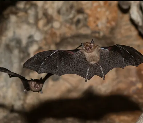 Two bats flying in a cave with a rock wall. Image showcasing the unique behaviors of Kitti's Hog-nosed bat.