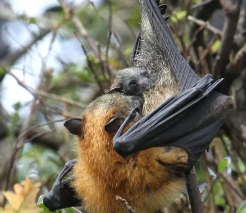 A bat with a baby clinging to its back, showcasing the birth and maturation process of the "Flying Fox".