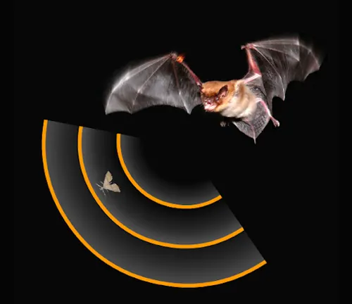 A bat flying through a circular pattern, showcasing the "Big Brown Bat" and its remarkable echolocation abilities.