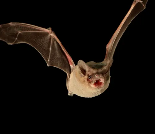 Brazilian Free-tailed Bat
(Tadarida brasiliensis)