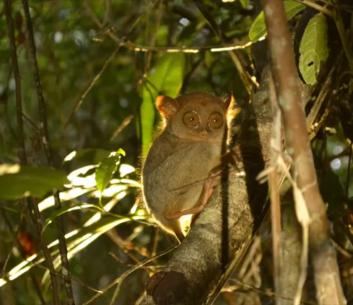 Philippine Tarsiers face survival threats due to habitat loss, deforestation, illegal pet trade, and hunting.