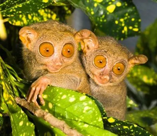 Two Western Tarsiers perched on a branch, engaged in mating rituals.