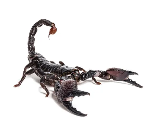 A black Emperor Scorpion with pincers raised on a white background.